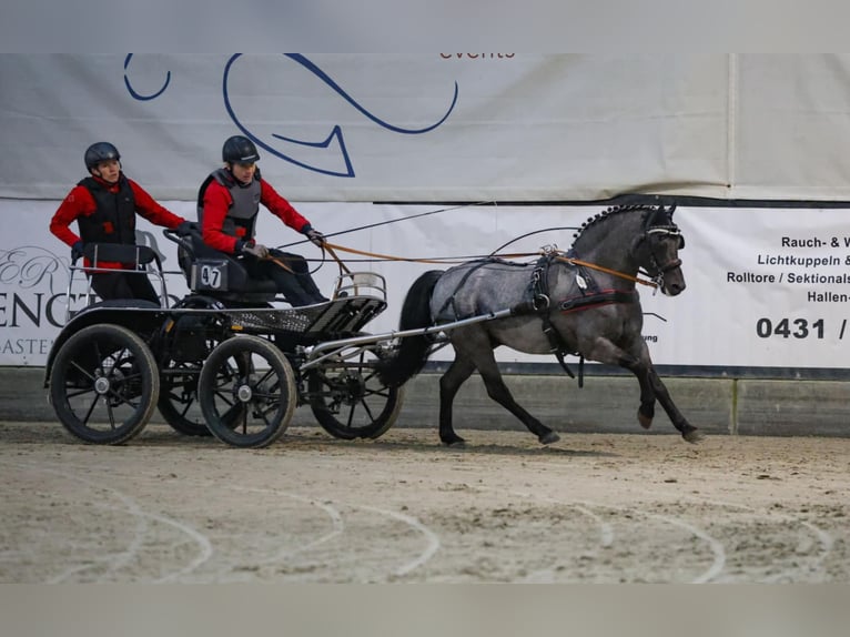 Pinto Horse Stallone Roano blu in Gudendorf