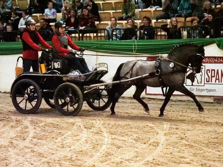 Pinto Horse Stallone Roano blu in Gudendorf