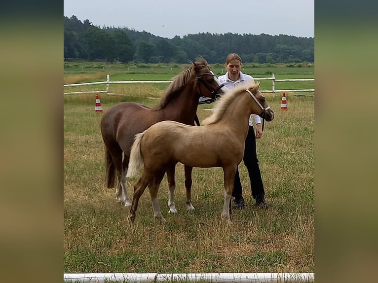 Pinto Horse Stallone Roano blu in Gudendorf