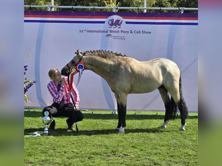 Pinto Horse Stallone Roano blu in Gudendorf