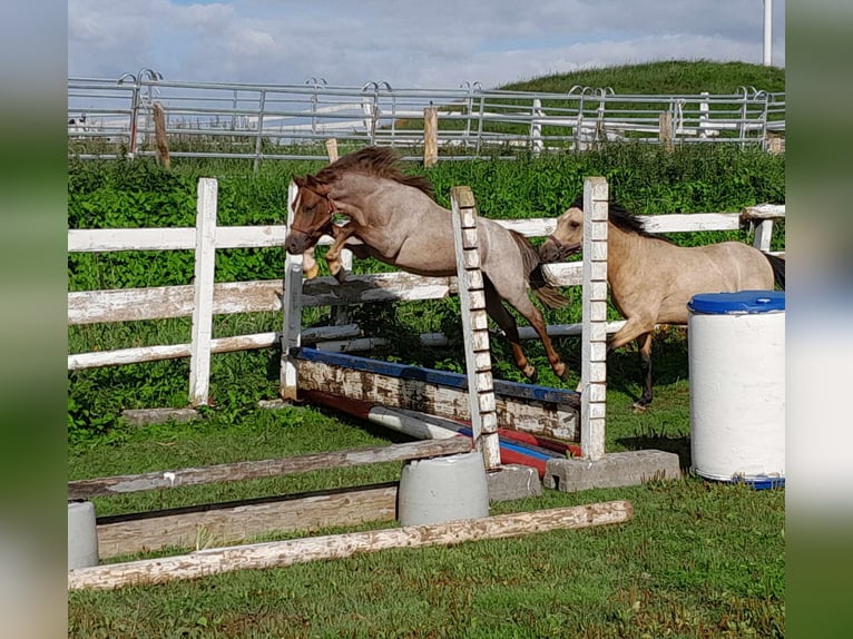 Pinto Horse Stallone Roano blu in Gudendorf