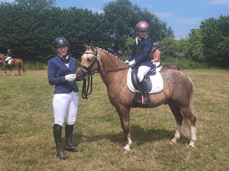 Pinto Horse Stallone Roano blu in Gudendorf