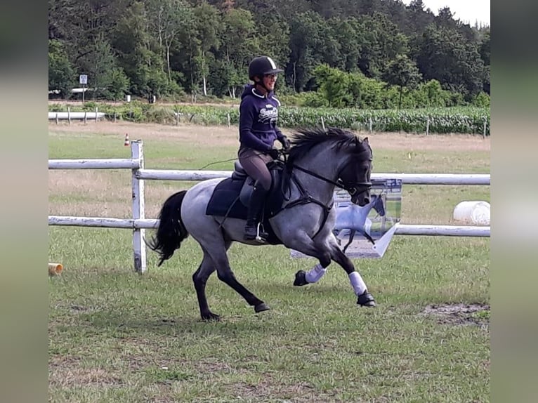 Pinto Horse Stallone Roano blu in Gudendorf