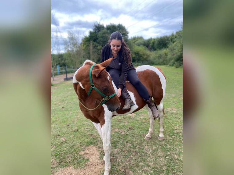 Pinto Mix Klacz 10 lat 149 cm Srokata in Mettingen