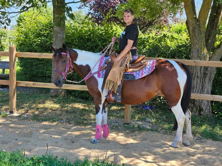 Pinto Klacz 10 lat 150 cm Srokata in Linkenbach