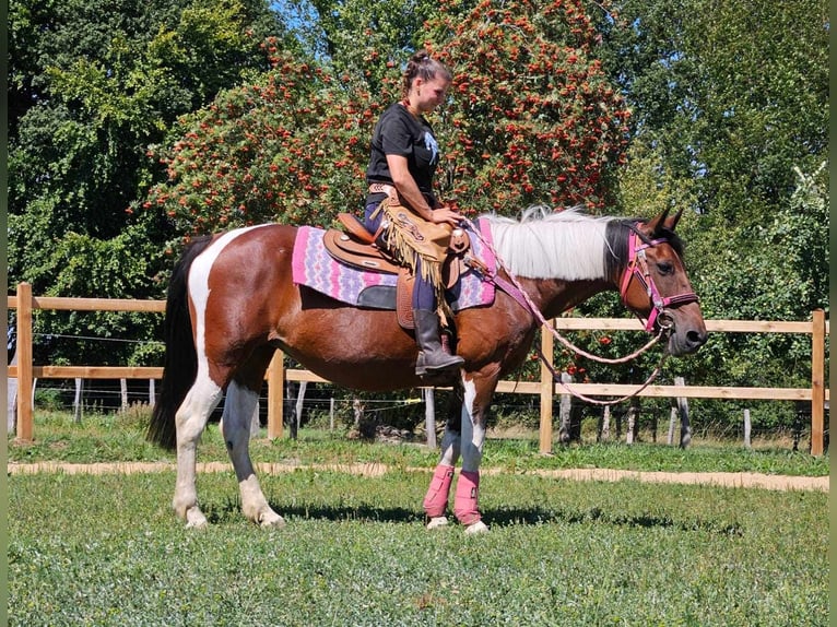 Pinto Klacz 10 lat 150 cm Srokata in Linkenbach