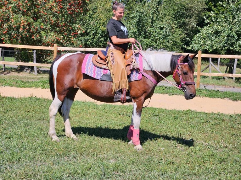 Pinto Klacz 10 lat 150 cm Srokata in Linkenbach