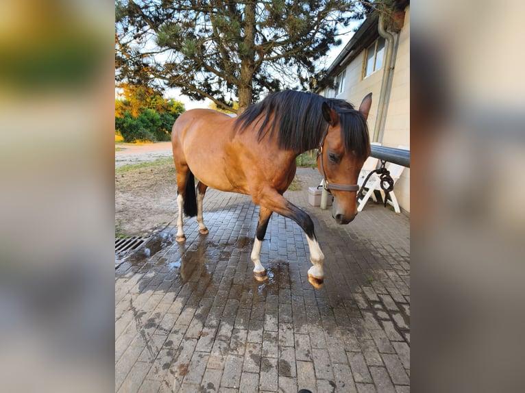 Pinto Klacz 10 lat 153 cm Gniada in Falkensee