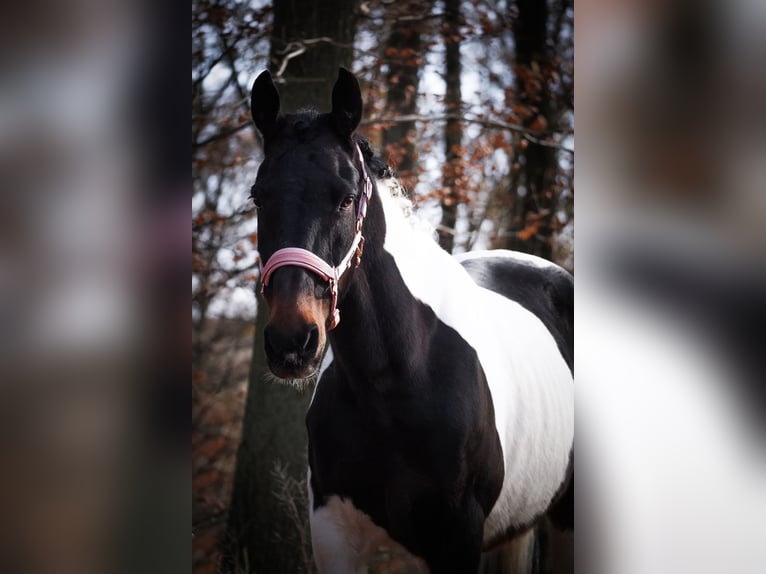 Pinto Klacz 10 lat 158 cm Srokata in Nettersheim