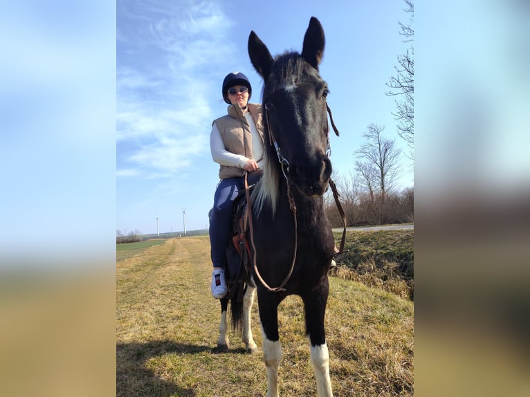 Pinto Klacz 12 lat 140 cm Srokata in Alth&#xF6;flein