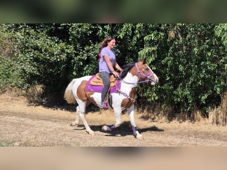 Pinto Klacz 12 lat 150 cm Srokata in Linkenbach