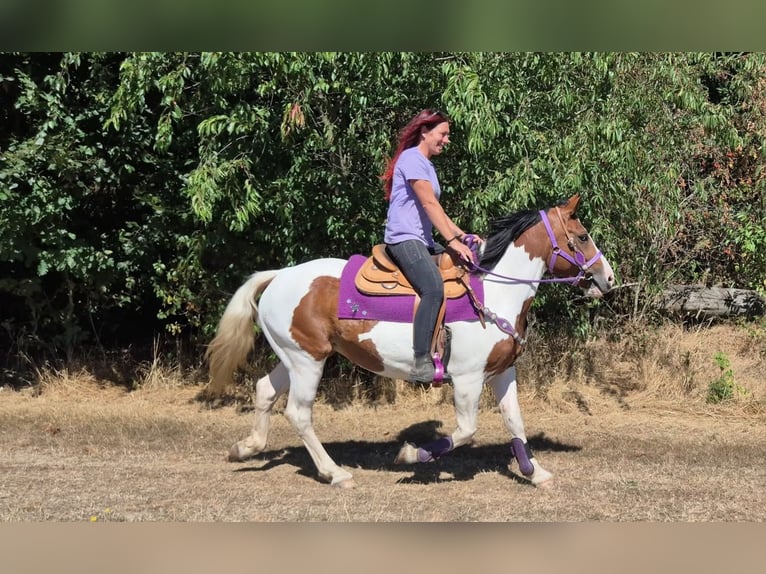 Pinto Klacz 12 lat 150 cm Srokata in Linkenbach