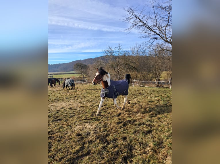 Pinto Klacz 13 lat 144 cm Srokata in Heidenheim an der Brenz