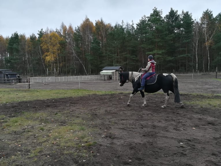 Pinto Klacz 13 lat 154 cm  in Wittingen