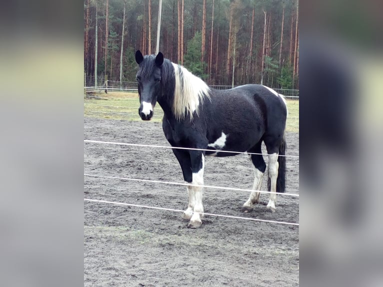 Pinto Klacz 13 lat 154 cm  in Wittingen