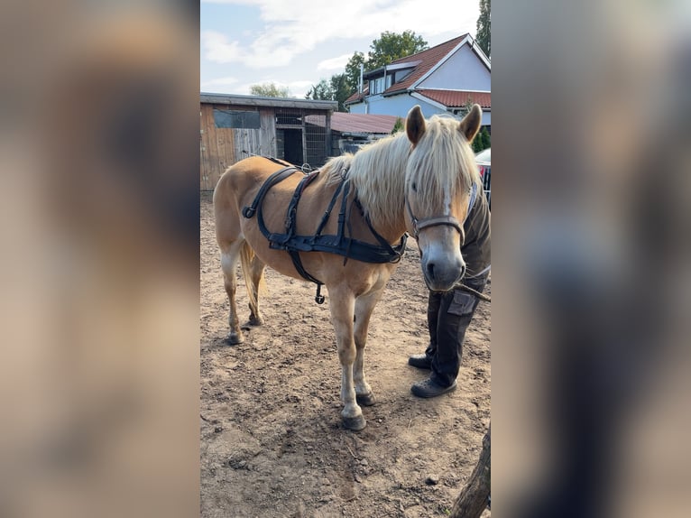 Pinto Klacz 13 lat 158 cm in Luckau