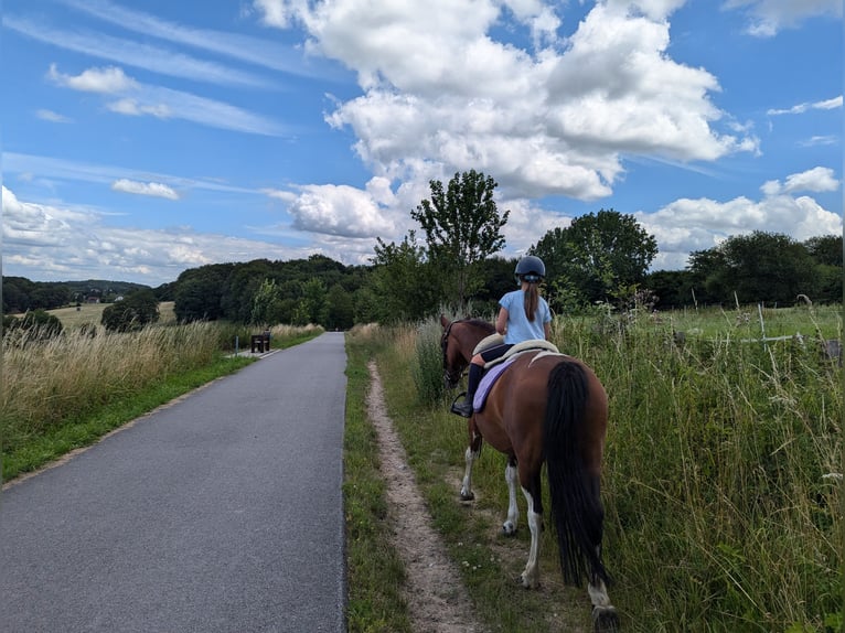 Pinto Mix Klacz 15 lat 148 cm  in Sprockhövel