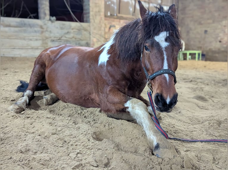 Pinto Mix Klacz 15 lat 148 cm  in Sprockhövel