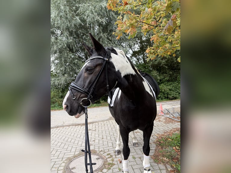 Pinto Mix Klacz 15 lat 152 cm Srokata in Esens