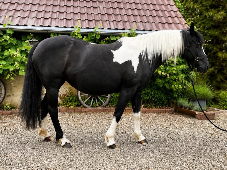 Pinto Mix Klacz 15 lat 153 cm Srokata in Bad Zwesten