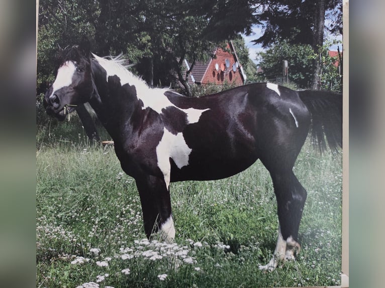 Pinto Mix Klacz 15 lat 153 cm Srokata in Bad Zwesten