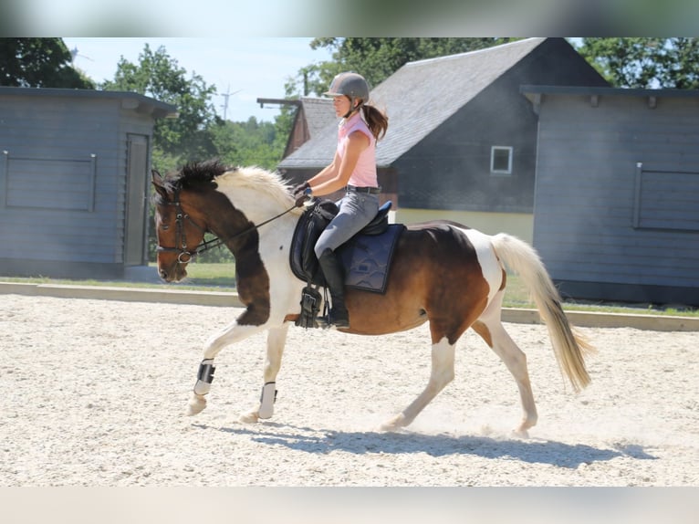 Pinto Klacz 15 lat 154 cm in Röhrsdorf