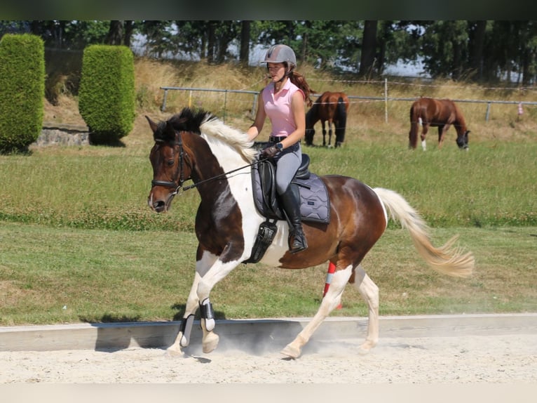 Pinto Klacz 15 lat 154 cm Srokata in Röhrsdorf