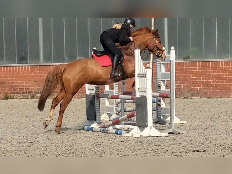 Pinto Klacz 15 lat 162 cm Kasztanowata in Detern
