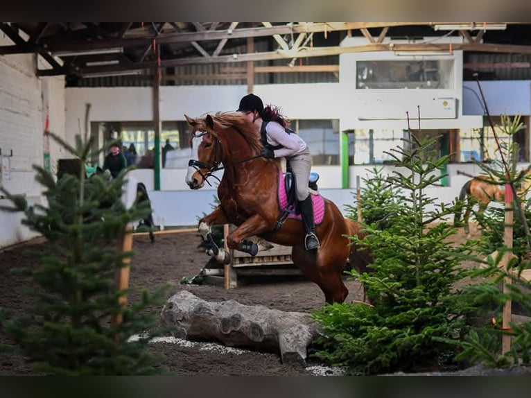 Pinto Klacz 15 lat 162 cm Kasztanowata in Detern