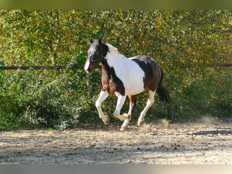 Pinto Klacz 16 lat 165 cm Srokata in Salzburg