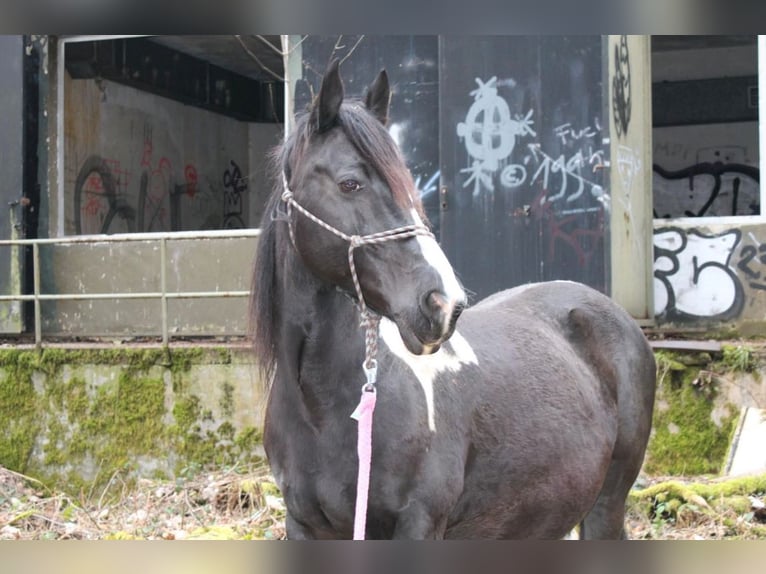 Pinto Mix Klacz 18 lat 150 cm Srokata in HaibachHaibach