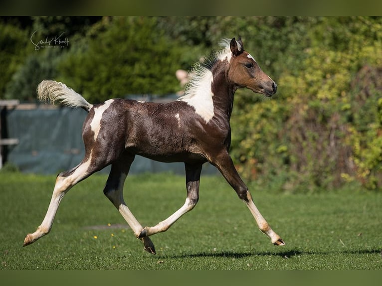 Pinto Klacz 1 Rok 155 cm Srokata in Blankenhain