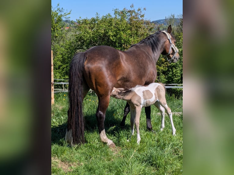 Pinto Klacz 1 Rok 155 cm Tobiano wszelkich maści in Bernbeuren
