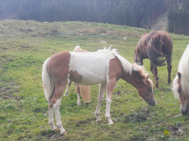 Pinto Mix Klacz 1 Rok 157 cm Srokata in Gries im Sellrain