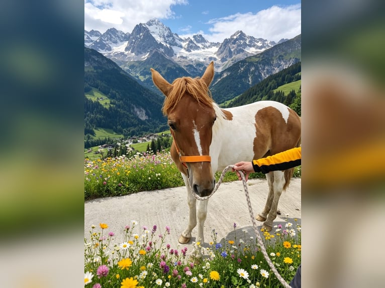 Pinto Klacz 1 Rok 160 cm Srokata in Rußbach am Paß Gschütt