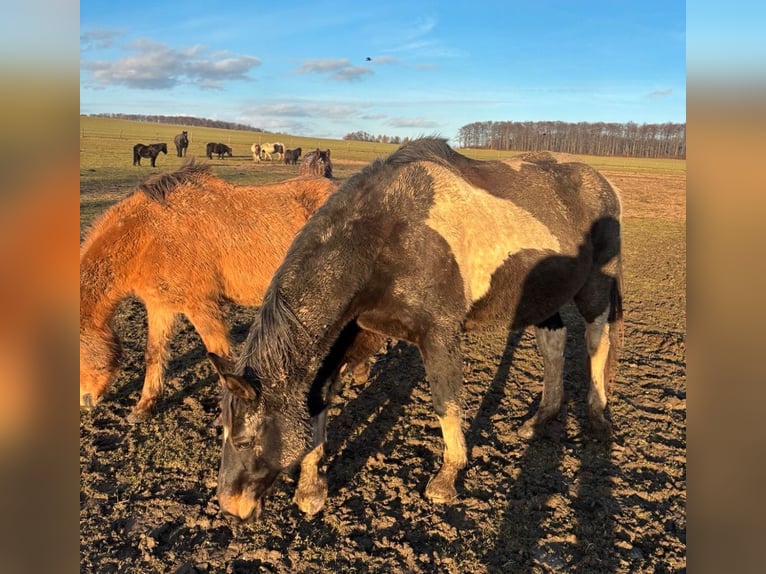 Pinto Mix Klacz 20 lat Srokata in FernaKaltohmfeld
