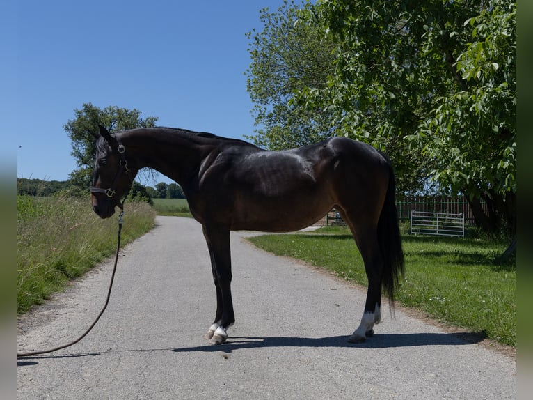 Pinto Klacz 2 lat 147 cm Kara in Kappelen