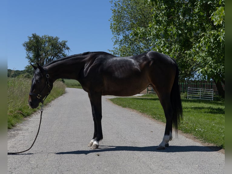 Pinto Klacz 2 lat 147 cm Kara in Kappelen