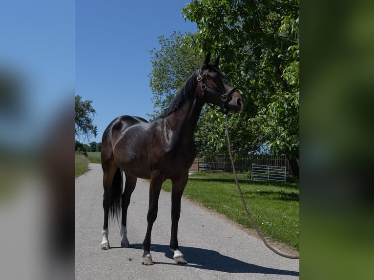 Pinto Klacz 2 lat 147 cm Kara in Kappelen