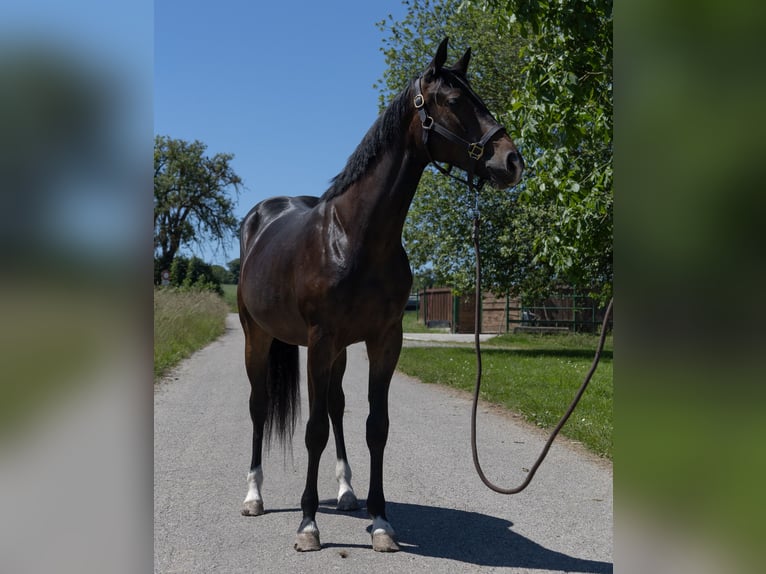 Pinto Klacz 2 lat 147 cm Kara in Kappelen