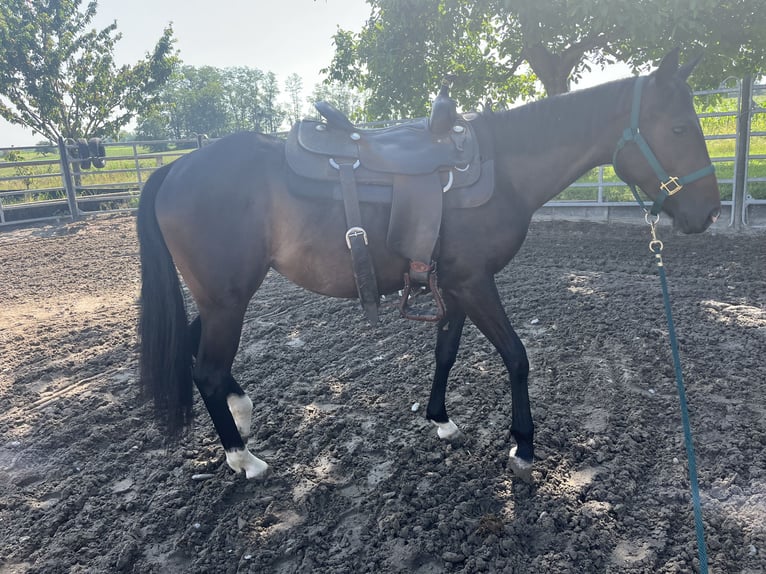 Pinto Klacz 2 lat 147 cm Kara in Kappelen