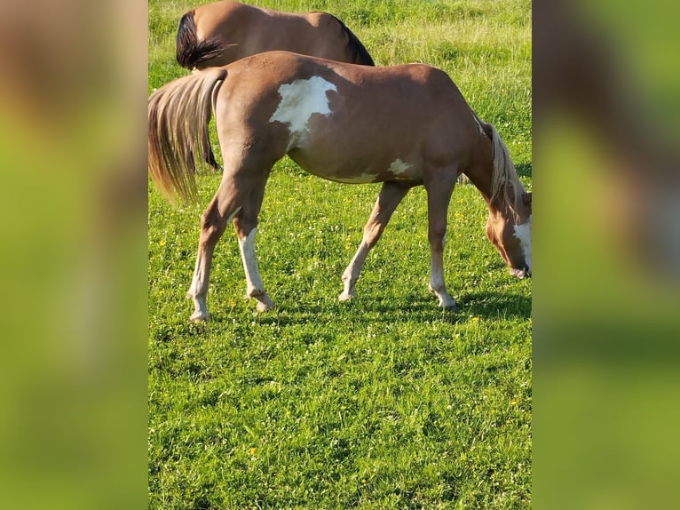 Pinto Mix Klacz 2 lat 152 cm Kasztanowata in Rödleiten Pinto Mix Klacz 2 lat 152 cm Kasztanowata in Rödleiten