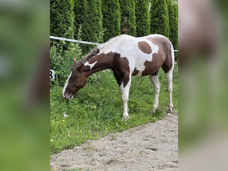 Pinto Mix Klacz 2 lat 155 cm Srokata in Katsch