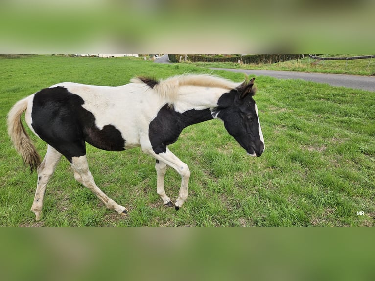 Pinto Mix Klacz 2 lat 156 cm Srokata in Treffurt