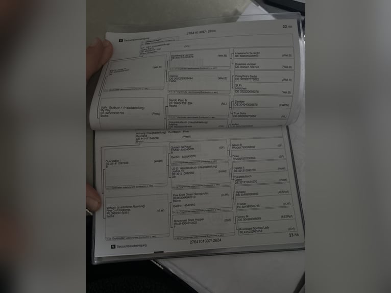 Pinto Klacz 2 lat 161 cm Srokata in Kalkar