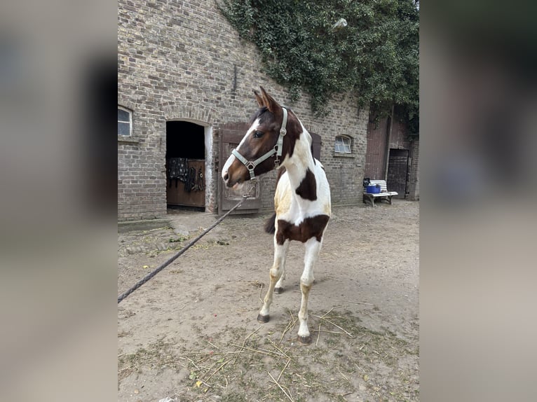 Pinto Klacz 2 lat 161 cm Srokata in Kalkar