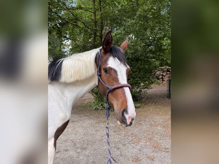 Pinto Klacz 2 lat 162 cm Srokata in Kalkar