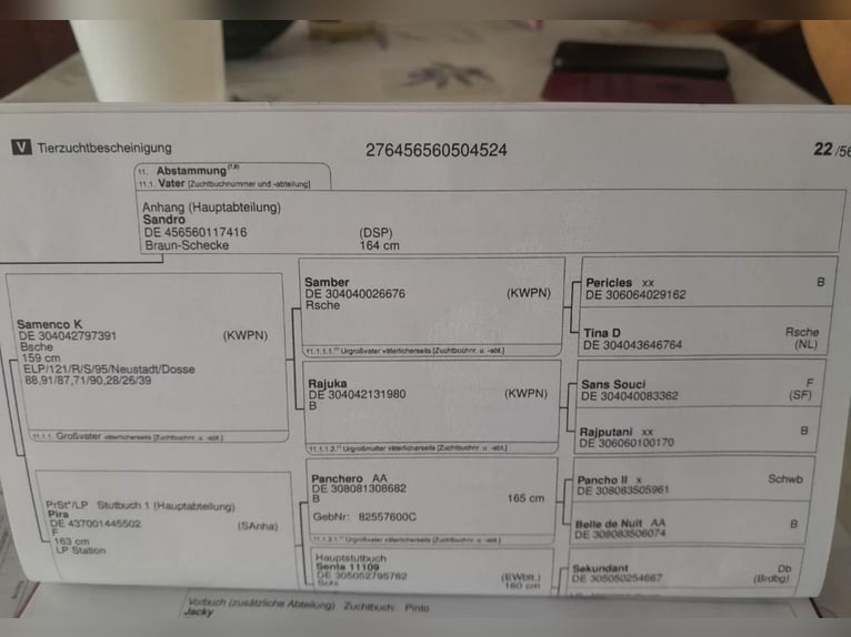 Pinto Klacz 2 lat 165 cm Srokata in Güsten