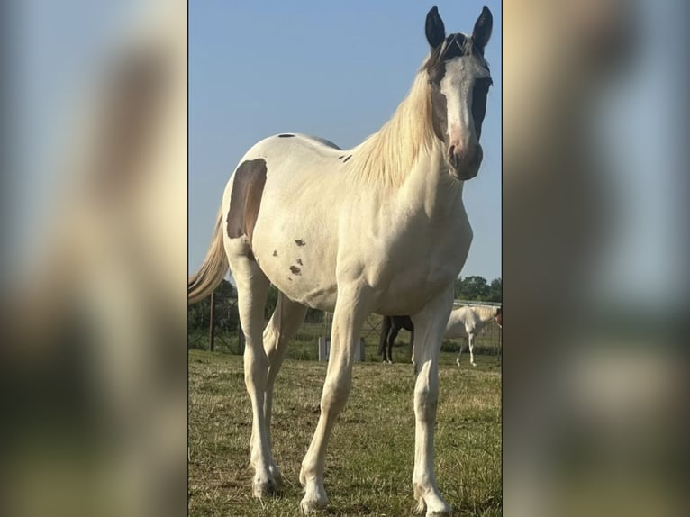 Pinto Klacz 2 lat 165 cm Srokata in Güsten