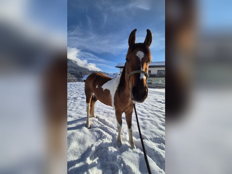 Pinto Mix Klacz 3 lat 145 cm Srokata in Hermagor-Pressegger See